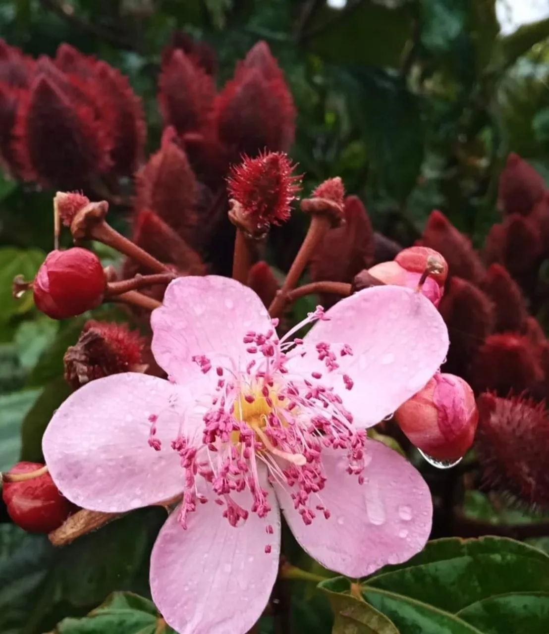 Chùm thơ Hoàng Hiền (Lâm Đồng)