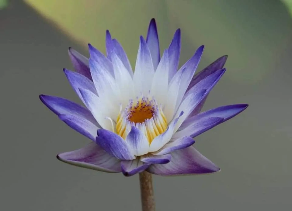 Chùm thơ hoa – Đoàn Hạnh (Hà Nội)
