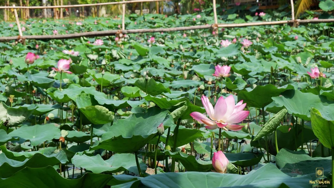 Chùm thơ hoa – Đoàn Hạnh (Hà Nội)