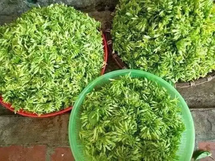 Chùm thơ hoa – Đoàn Hạnh (Hà Nội)