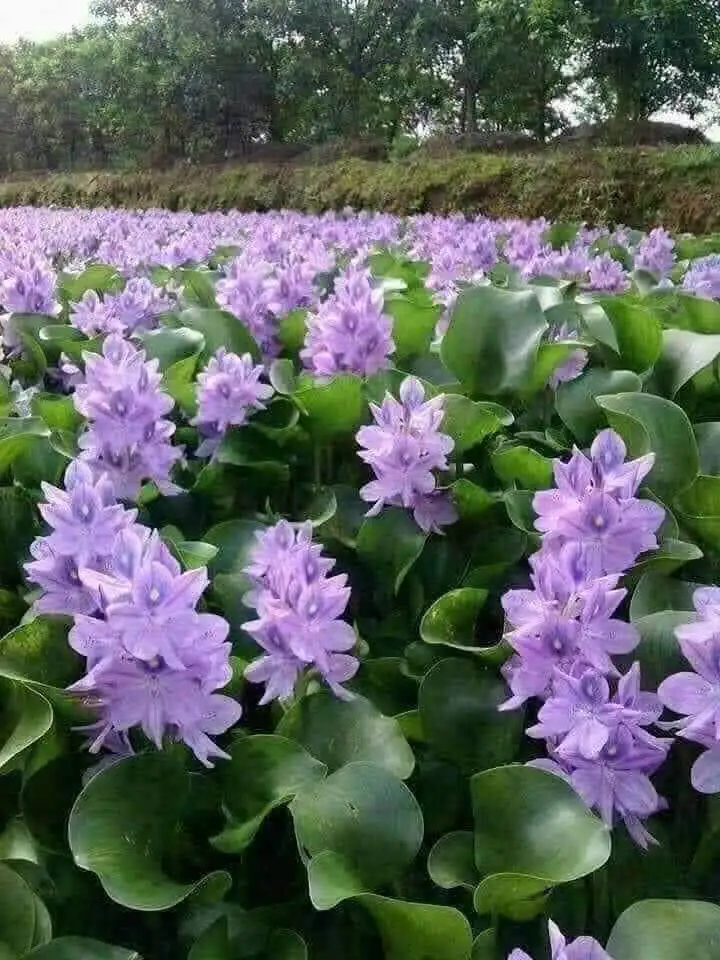 Chùm thơ hoa – Đoàn Hạnh (Hà Nội)