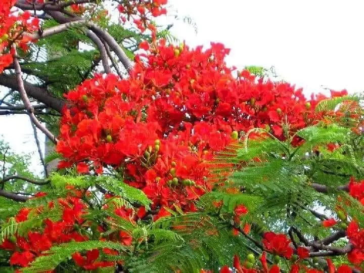 Chùm thơ hoa – Đoàn Hạnh (Hà Nội)