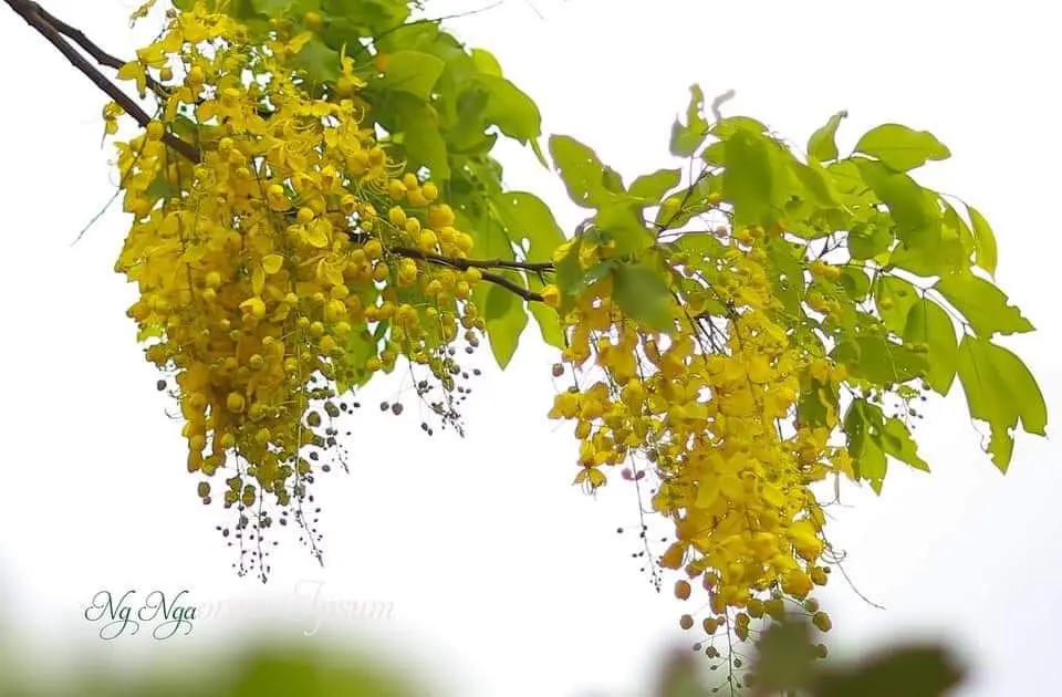 Chùm thơ hoa – Đoàn Hạnh (Hà Nội)
