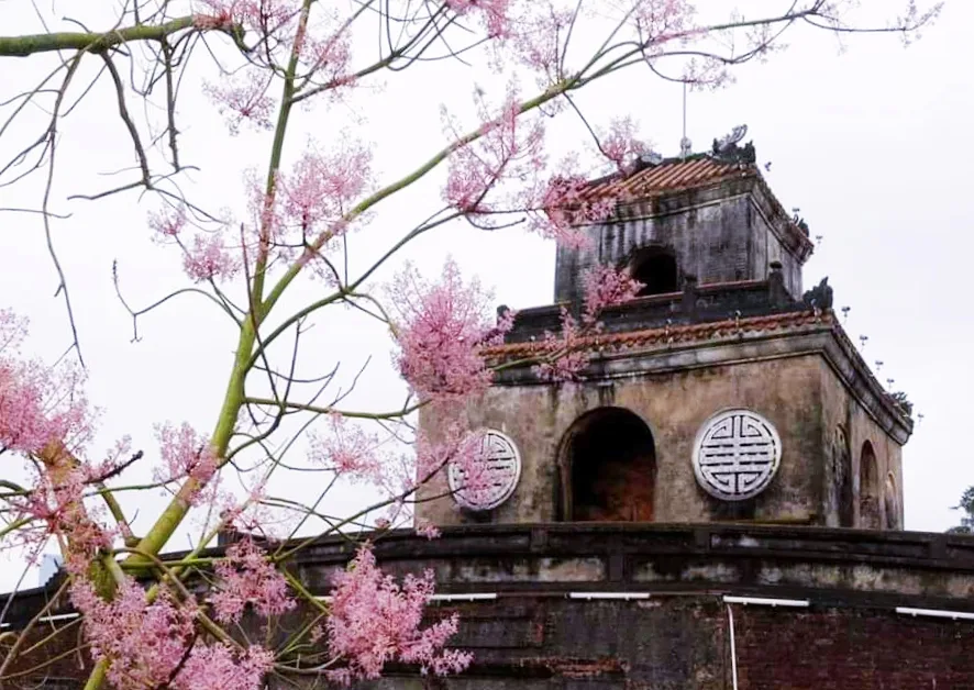 Cây ngô đồng Xứ Huế – Cỏ Ba Lá