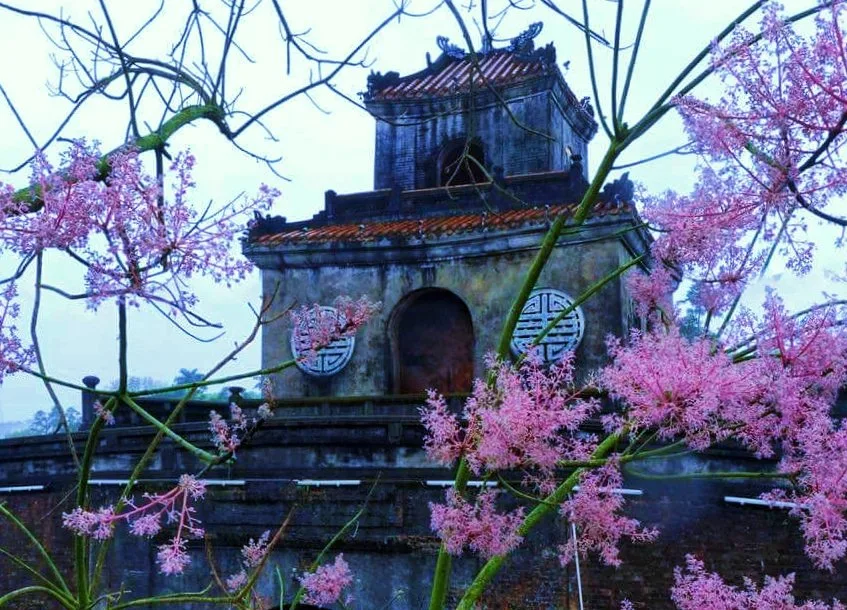 Cây ngô đồng Xứ Huế – Cỏ Ba Lá