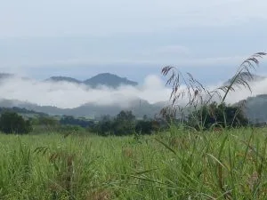 Chùm thơ Khúc tự tình- Tác giả: Bá Nha