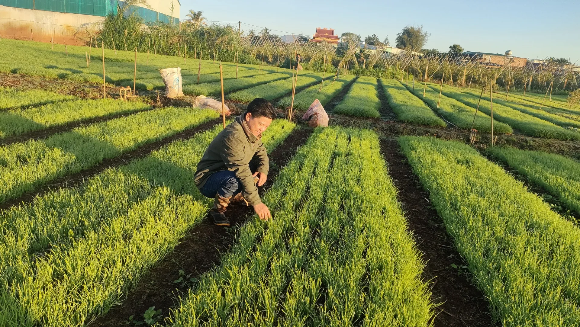 Ký sự ảnh: Bình minh ở vườn chị Sáu