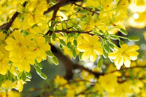 Đầu xuân – Tác giả Trần Hữu Khiển