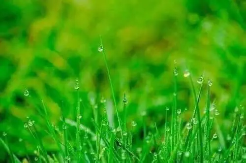 Xuân Về – Tác giả Hạnh Phạm