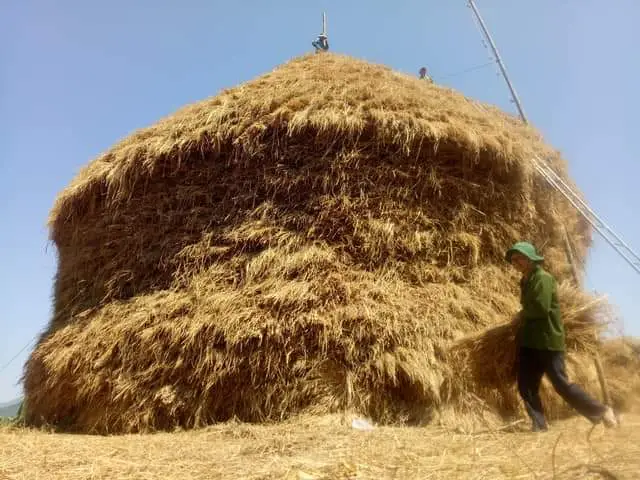 Thơ Rơm – Lưu Giang