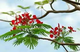 Bốn mùa trong thơ Ng Văn