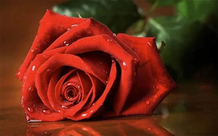 Chùm thơ Lưu Giang tặng phụ nữ tháng Ba