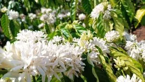 Chùm thơ Hương mùa Xuân – Đào Thị Thanh Tâm (Buôn Ma Thuột)