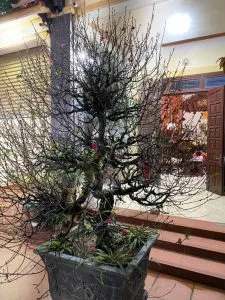 Chùm thơ tình – Nguyễn Dựng