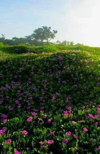 Hoa muống biển – Thơ Vũ Ngọc Chiến