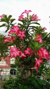 Cây hoa sứ -Thơ Vũ Ngọc Chiến
