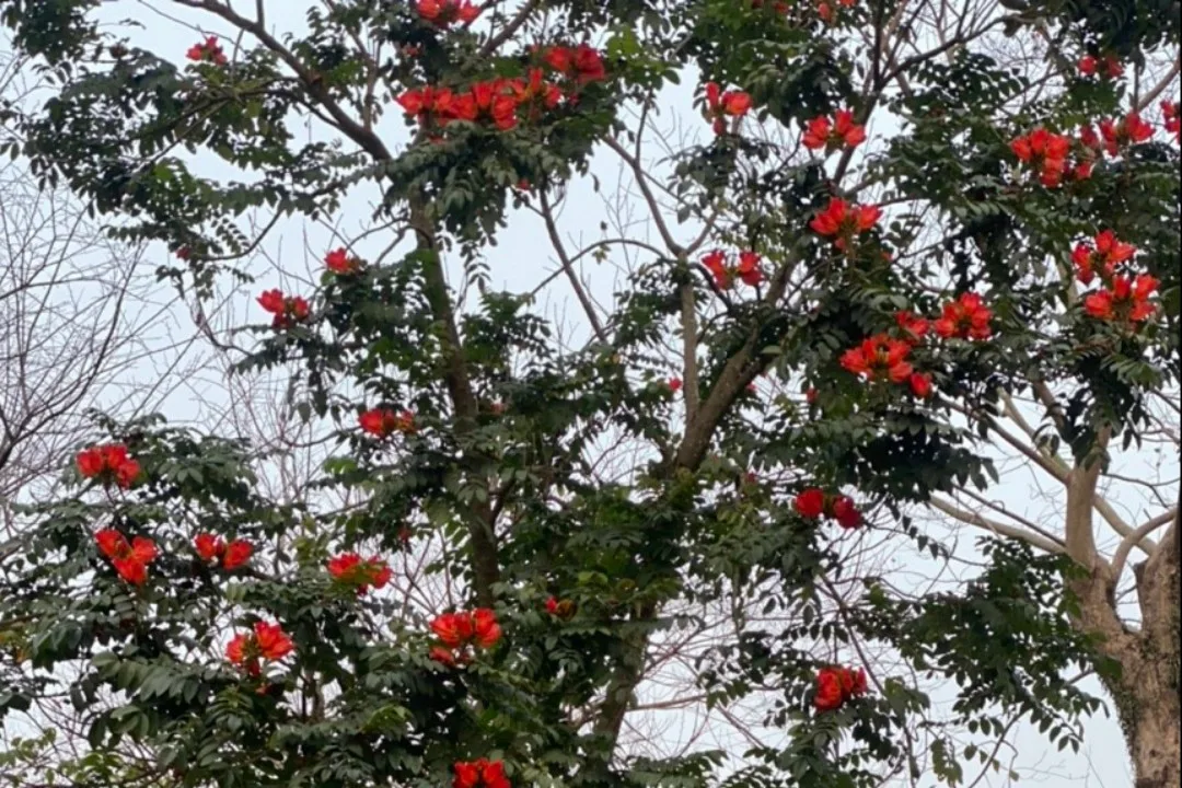 Tháng Ba đợi chờ – Thơ Tĩnh Lặng