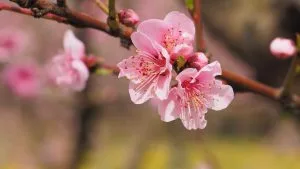 Chùm thơ tình mùa đông – Võ Thị Hồng