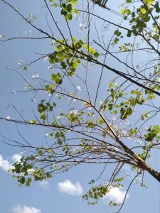 Chùm thơ tình – Trần Quyết Thắng