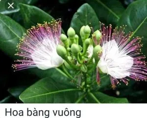 Tình Thơ Trường Sa – Thái Bá Y