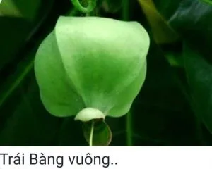 Tình Thơ Trường Sa – Thái Bá Y