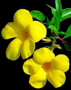 Nguyễn Nhất Thống: Chùm thơ 006