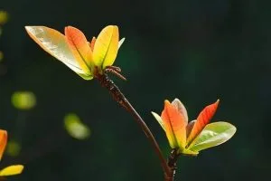 Nguyễn Nhất Thống: Chùm thơ 007