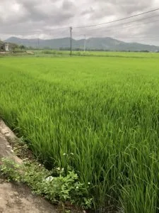 Chùm thơ tình – Phạm Ngọc Minh (Phú Yên)