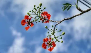 Chùm thơ tình – Vũ Văn Mùi (Phú Thọ)