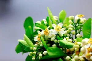 Chùm thơ tình – Nguyễn Quang Lực (Hồ Chí Minh)