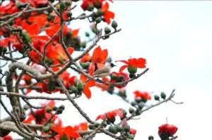 Chùm thơ tháng Ba – Võ Thị Hồng (Nghệ An)