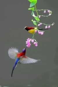 Chùm thơ xuân – Võ Thị Hồng (Nghệ An)
