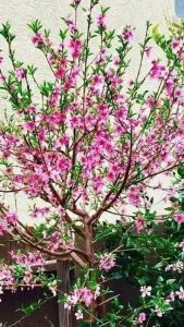 Chùm thơ xuân – Võ Thị Hồng (Nghệ An)