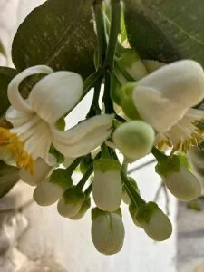 Chùm thơ tháng Ba – Võ Thị Hồng (Nghệ An)