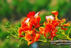 Chùm thơ tình – Lê Thi (Bà Rịa Vũng Tàu)