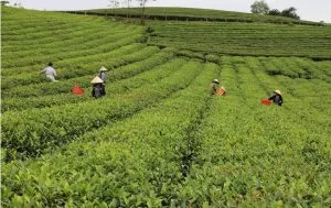 Chùm thơ về Anh Sơn – Nguyễn Hữu Trung (Nghệ An)