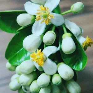 Chùm thơ tình – Lê Thị Thúy Ngân