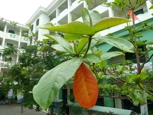 Nguyễn Nhất Thống: Chùm thơ 016