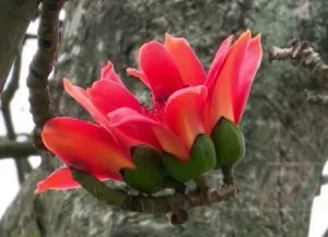Chùm thơ “Hoa đại ngàn” –  Đào Thị Thanh Tâm (Buôn Ma Thuột)