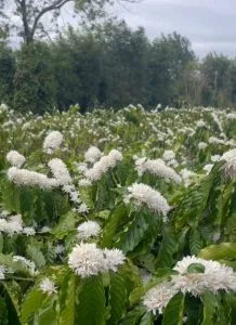 Chùm thơ “Hoa đại ngàn” –  Đào Thị Thanh Tâm (Buôn Ma Thuột)