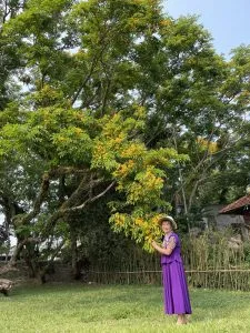 Hội hoa sưa – Thơ Thanh Ngô