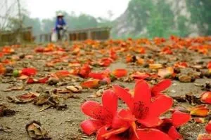 Hoa gạo – Thơ Ninh Hồng