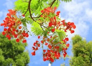 Chùm thơ tình – Nguyễn Đắc Lĩnh (Bắc Ninh)