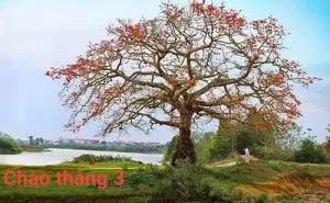 Chùm thơ tình – Hoàng Văn Thìn bút danh: Cá Kiếm (Nghệ An)