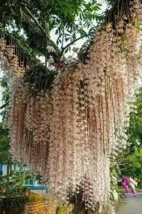 Chùm thơ xuân – Lê Thi (Bà Rịa Vũng Tàu)