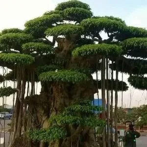 Chùm thơ Nguyễn Đức Dũng (Vĩnh Phúc)