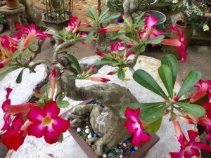 Chùm thơ tình – Nguyễn Duy Phương (Quảng Ngãi)