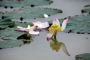 Chùm thơ tình – Phạm Quang Chúc (Giao Yến – Giao Thủy)