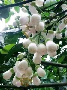 Chùm thơ tình khúc những mùa hoa – Vũ Thanh Mai (Hà Nội)