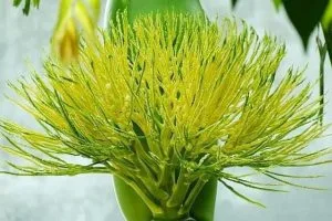 Chùm thơ tình khúc những mùa hoa – Vũ Thanh Mai (Hà Nội)